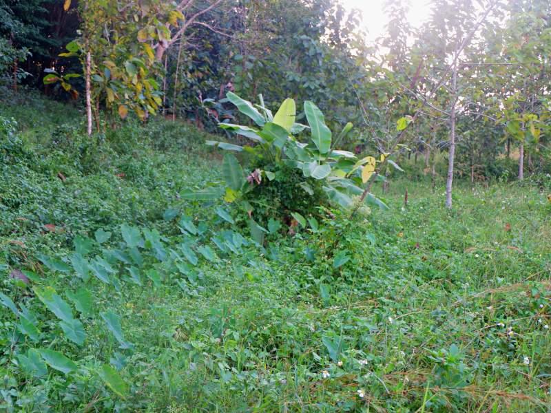 Land for Sale in Huai Sak, Chiang Rai - land for sale chiangrai