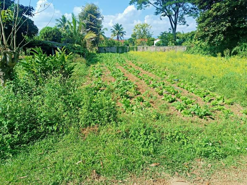 800 SqM Plot in Bua Sali, Mueang Chiang Rai - Image# 1