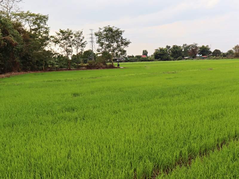 1 Rai Plot Near Wat Sri Wiang - Great Location! - LAND IN WIANG CHAI