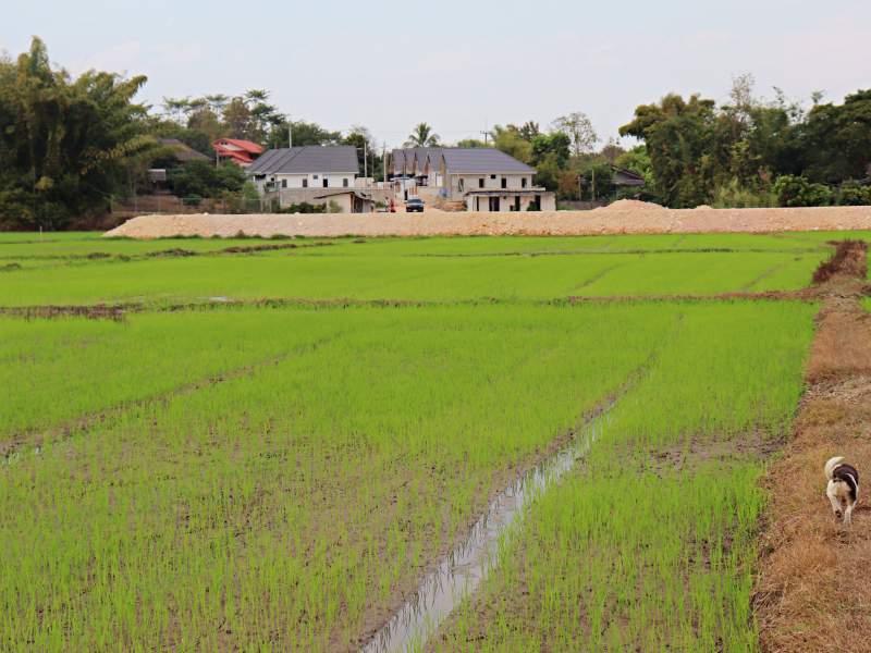 2 Rai Plot Near Wat Sri Wiang - Prime Location! - Plot Near Wat Sri Wiang 